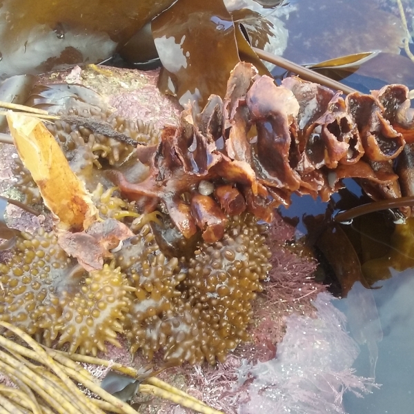 Seaweed stipe