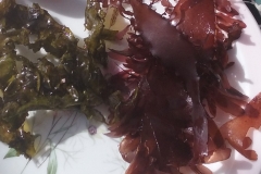 Cooked and Raw Dulse